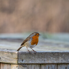 European Robin Perched on a Fence