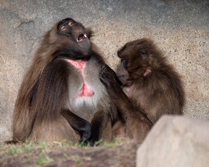 Male Gelada Monkey Getting Groomed