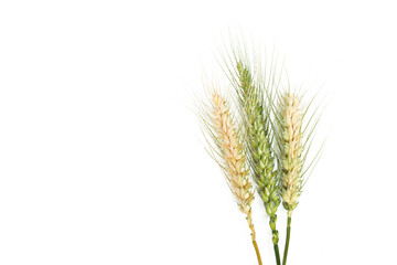 Ears of wheat on a white background	
