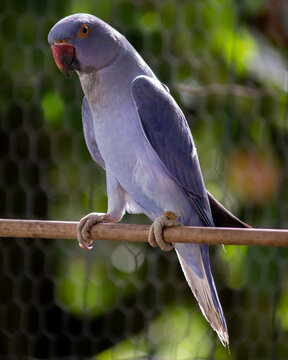Violet Indian Ring Neck Parakeet