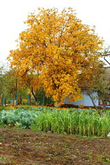 autumn ecological harvest in the country garden 