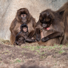 Baby Gelada Monkey with Parents