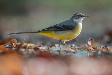 Grey wagtail bird