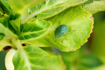 Gr&uuml;ne Stinkwanze