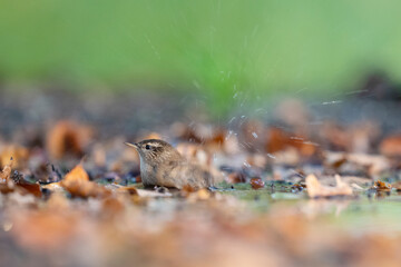 Eurasian Wren, Troglodytes troglodytes