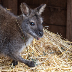 Wallaby Sitting on Straw Feeding