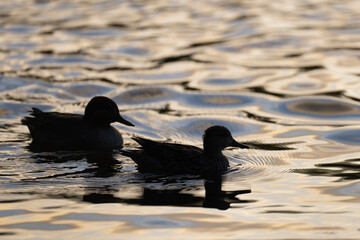Teal ducks in water