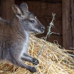 Wallaby Sitting on Straw Feeding
