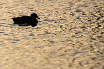 Gadwall duck in water