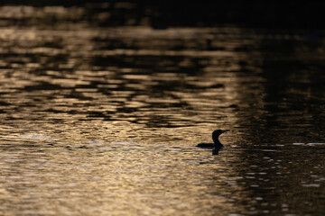 Great cormorant
