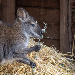 Wallaby Sitting on Straw Feeding