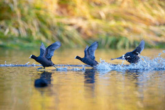 Common coot in the water