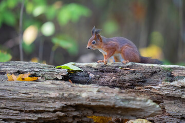 European Red squirrel