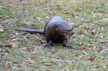 Giant Otter Feeding on Fish