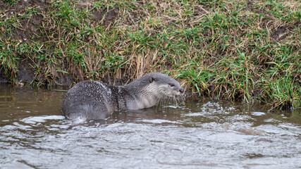 Fototapeta premium Smooth Coated Otter Playing in Water