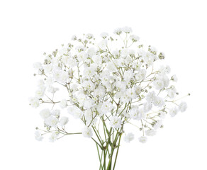 Small bouquet of Gypsophila flowers isolated on white background. Baby's-breath