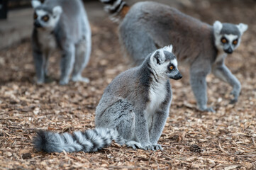 Ring-tailed Lemur Sitting on the Ground