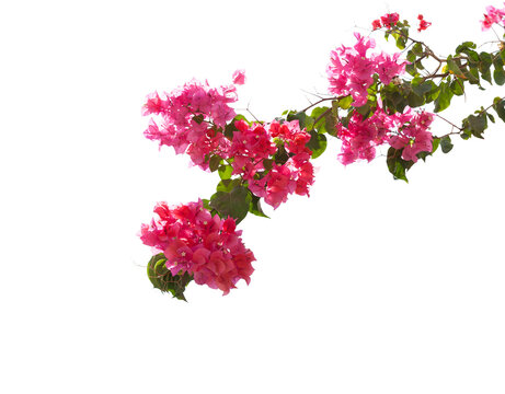 Blooming Bougainvillea branch isolated on white background. Selective focus.