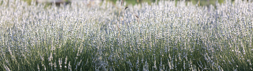 Sunset over a white lavender field in Provence, France.