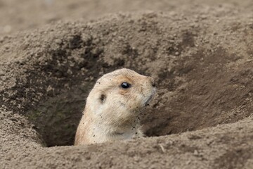 巣穴から顔を出すプレーリードッグ
