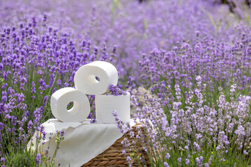 Harvesting season. Lavender bouquets and basket.