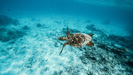 Schildkr&ouml;te im Meer 