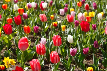 Bunt blühendeTulpen,  (Tulipa), Blumenbeet, Deutschland