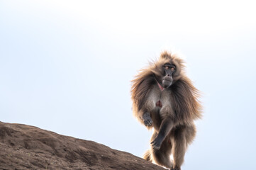Male Gelada Monkey Standing on a Hill