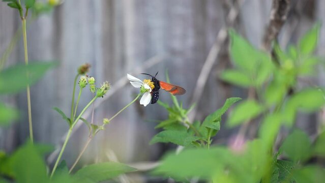 Spotted Oleander Moth Pollinating Spanish Needle Surrounded by Other Florida Weeds