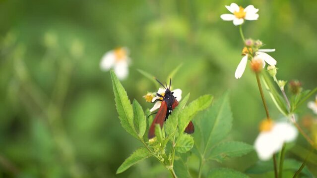 Close-up of Spotted Oleander Moth Pollinating Spanish Needle Surrounded by More Flowers
