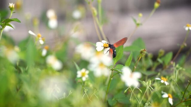 Spotted Oleander Moth Pollinating Spanish Needle in the Wind in Florida Backyard