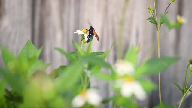 Spotted Oleander Moth Crawling on Spanish Needle and Flying Away