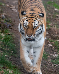 Amur Tiger Walking on the Ground