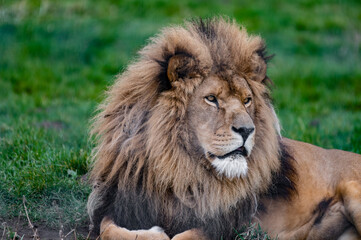 Fototapeta na wymiar Male Lion Close Up Front View