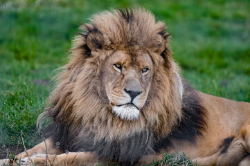 Naklejka na ściany i meble Male Lion Close Up Front View