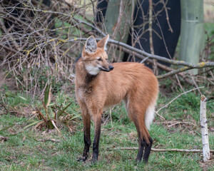 Maned Wolf Standing on Grass