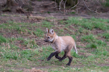 Young Maned Wolf Cub Running