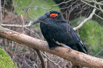 Southern ground hornbill Resting on a Tree Branch