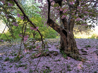 Central Park in spring, cherry tree in bloom