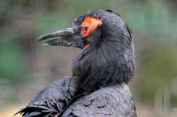 Southern ground hornbill close-up side view