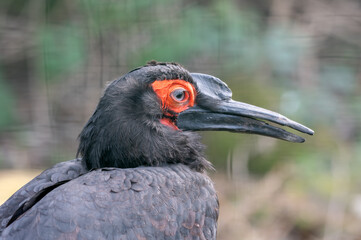 Southern ground hornbill close-up side view