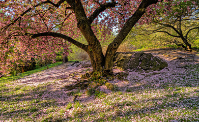 Central Park in spring, cherry tree in bloom