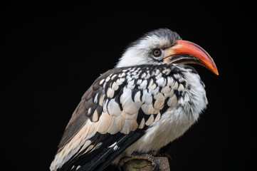 Red-billed Hornbill Perched on a Wooden Post