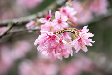 Beautiful Fuji Mame Sakura Cherry Blossom blooming in Taiwan.