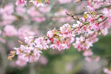 Beautiful Fuji Mame Sakura Cherry Blossom blooming in Taiwan.