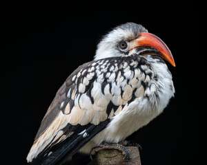 Red-billed Hornbill Perched on a Wooden Post