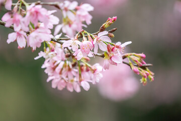 Beautiful Fuji Mame Sakura Cherry Blossom blooming in Taiwan.