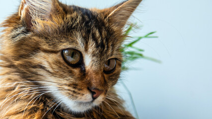 Close-up portrait of a gray striped domestic cat.Image for veterinary clinics, sites about cats, for cat food.