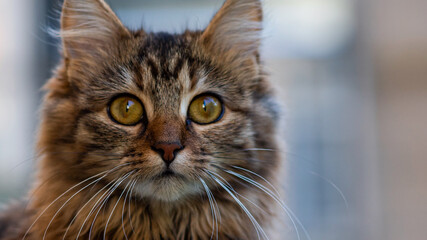 Close-up portrait of a gray striped domestic cat.Image for veterinary clinics, sites about cats, for cat food.