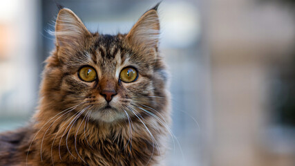 Close-up portrait of a gray striped domestic cat.Image for veterinary clinics, sites about cats, for cat food.
